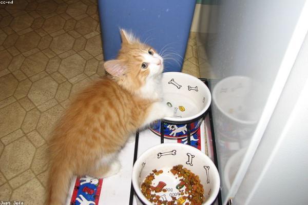 Комбуча (домашняя)